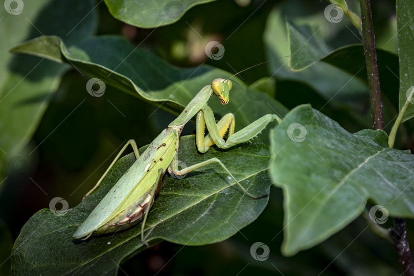 Скачать Беременная самка богомола или Mantis Religiosa в естественной среде обитания. Он сидит на листьях магнолии Сьюзен. фотосток Ozero