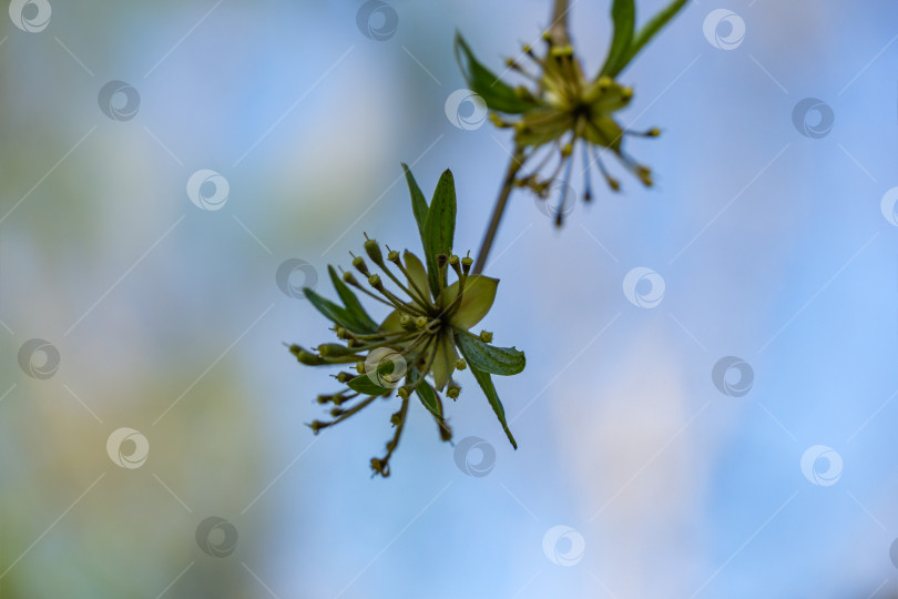 Скачать Макро-цветение кизиловой вишни (Cornus mas, кизил европейский, кизил кизиловый) ранней весной. Желтые цветы на размытом фоне. Весенняя концепция природы для любого дизайна с местом для вашего текста. фотосток Ozero