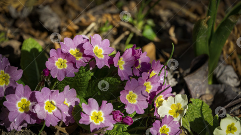 Скачать Нежно-весенняя розовая примула обыкновенная (Primula acaulis или primula vulgaris) на фоне зеленой листвы и земли. Весенняя концепция пробуждающейся природы. Избирательный фокус. фотосток Ozero