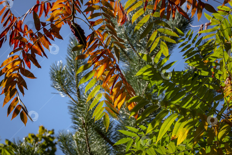 Скачать Осенние краски Rhus typhina (сумах рогатый, Anacardiaceae). Красные, оранжевые, желтые и зеленые листья сумаха. фотосток Ozero