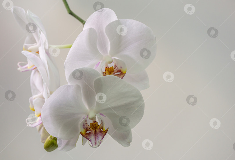 Скачать Белый цветок орхидеи фаленопсис на белом фоне. Очень красивый крупный план фаленопсиса, известного как орхидея мотылька или Phal. Концепция природы для дизайна. Место для вашего текста. фотосток Ozero