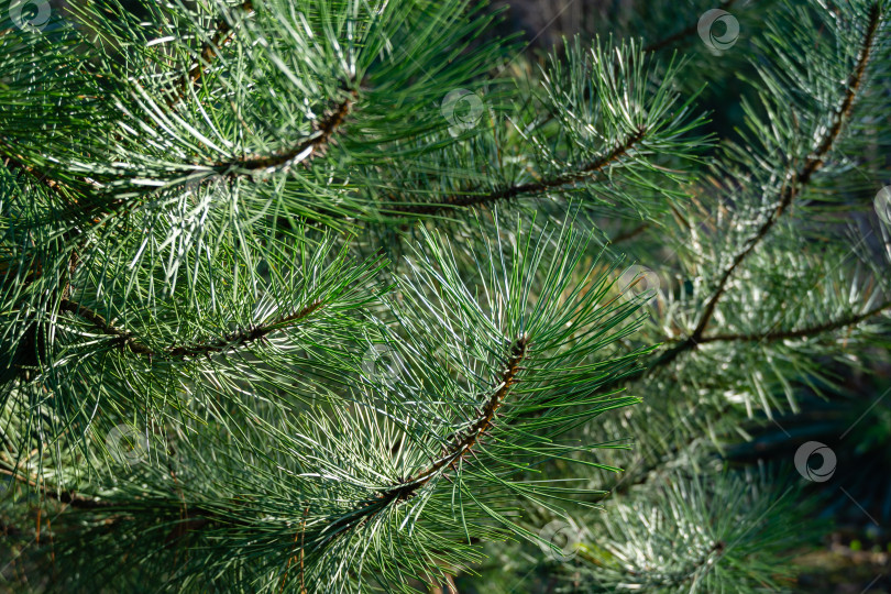 Скачать Красивый крупный план красивых длинных зеленых игл Pinus nigra, австрийской сосны или черной сосны в саду. Концепция природы для веселого Рождества и Нового года. фотосток Ozero
