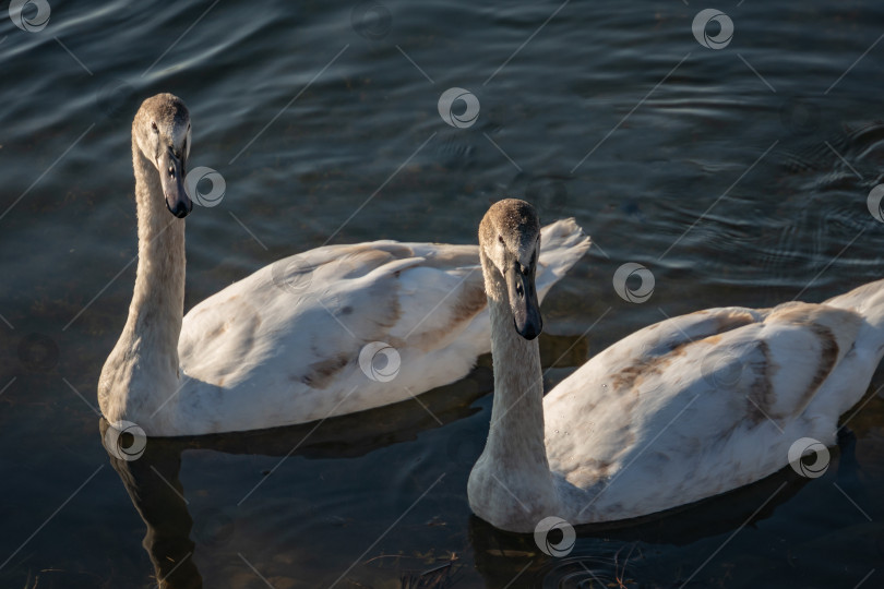 Скачать Семейство белых лебедей Cygnus olor на озере в Горячем Ключе. Краснодарский край. фотосток Ozero
