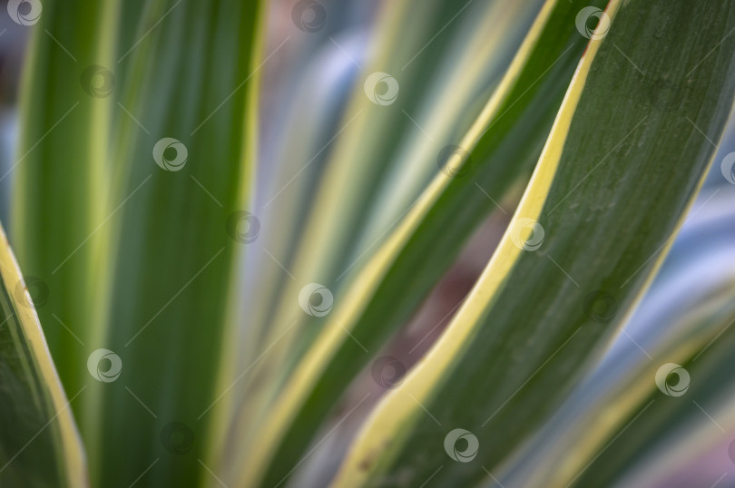 Скачать Полосатые листья юкки глориозы при естественном освещении сада. Чередование зеленых, белых, желтых полосок листьев на сером фоне создает естественную текстуру. фотосток Ozero