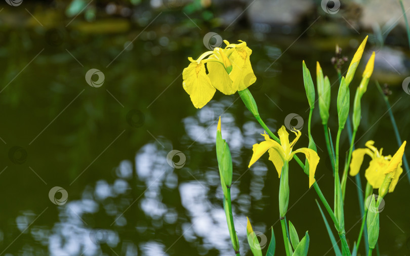 Скачать Желтый цветок Iris pseudacorus (желтый флаг, желтый ирис) на размытом фоне зеленого пруда. Выборочный снимок природы крупным планом в весеннем саду.  Пейзаж для любых обоев. Есть место для текста фотосток Ozero