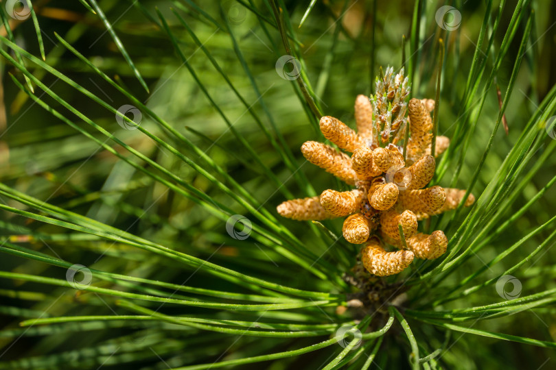 Скачать Пицундская сосна Pinus brutia pityusa в цвету. Крупный план шишки для опыления почек на ветвях сосны. Солнечный день в весеннем саду. Концепция природы для дизайна. Селективный фокус фотосток Ozero