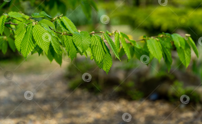 Скачать Молодые зеленые листья Carpinus betulus, граба европейского или обыкновенного. Красивые веточки на размытом коричневом весеннем фоне. Концепция природы для любого дизайна. Место для вашего текста. Выборочный фокус фотосток Ozero