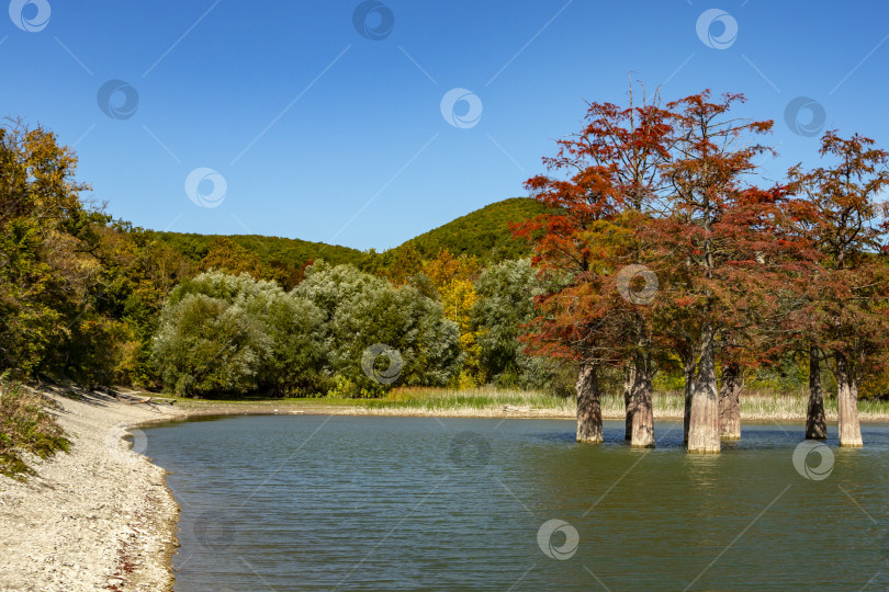 Скачать Волшебство болотного кипариса Taxodium distichum проявляется осенью. Красные и оранжевые иглы кипариса отражаются в озере бирюзового цвета. фотосток Ozero