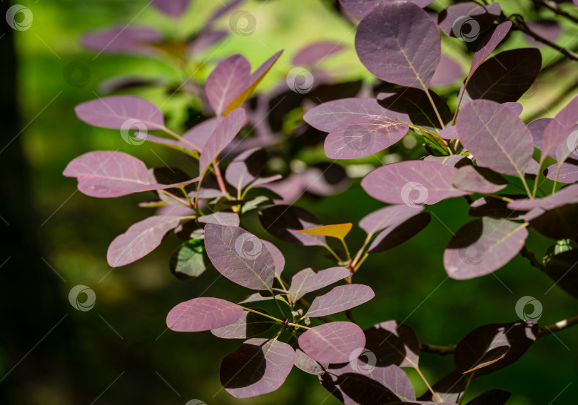 Скачать Фиолетовые листья Cotinus coggygria Royal Purple (Rhus cotinus, европейское дымчатое дерево) в весеннем саду. Концепция природы для дизайна. Место для вашего текста. Выборочный фокус фотосток Ozero