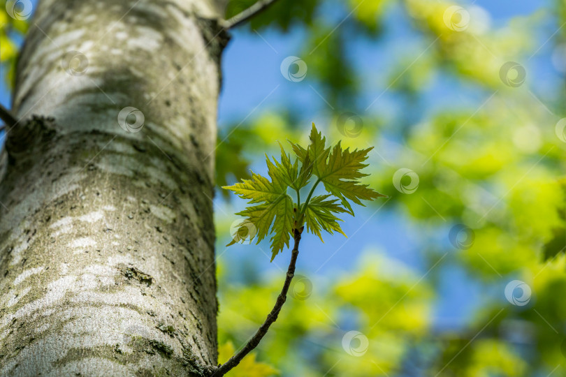 Скачать Клен Acer saccharinum с молодыми зелеными листьями на фоне голубого неба. Молодая яркая листва на Acer saccharinum в солнечный весенний день. Природная концепция для любого дизайна. Мягкий избирательный акцент. Место для вашего текста фотосток Ozero