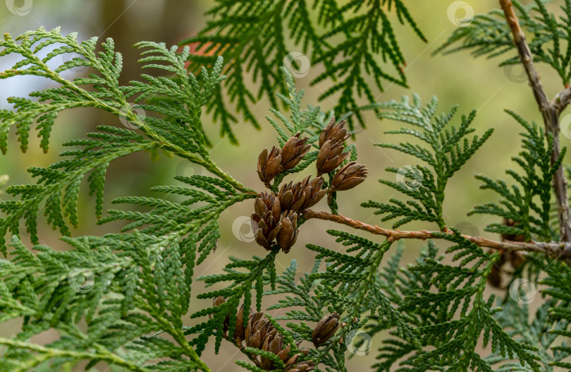 Скачать Thuja occidentalis Litomysl (северный или восточный белый кедр). Крупный план ярко-зеленой текстуры листьев туи с коричневыми шишечками семян. Выборочный фокус. Интересная концепция природы для фонового оформления фотосток Ozero