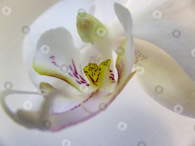 Скачать Макрос красивой белой головки цветка орхидеи фаленопсис, известной как орхидея мотылька или Фал, на белом фоне фотосток Ozero