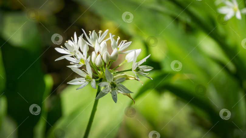 Скачать Дикий чеснок (Allium ursinum) или черемша с белыми ароматными очень мелкими цветками. Чеснок широколистный или медвежий на зеленом фоне. Естественная концепция весны. Выборочный фокус крупным планом фотосток Ozero