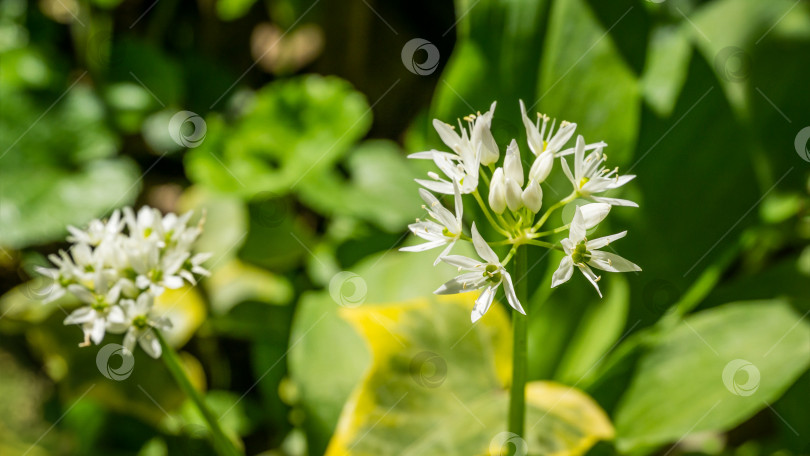 Скачать Дикий чеснок (Allium ursinum) или черемша с белыми ароматными очень мелкими цветками. Чеснок широколистный или медвежий на зеленом фоне. Естественная концепция весны. Выборочный фокус крупным планом фотосток Ozero