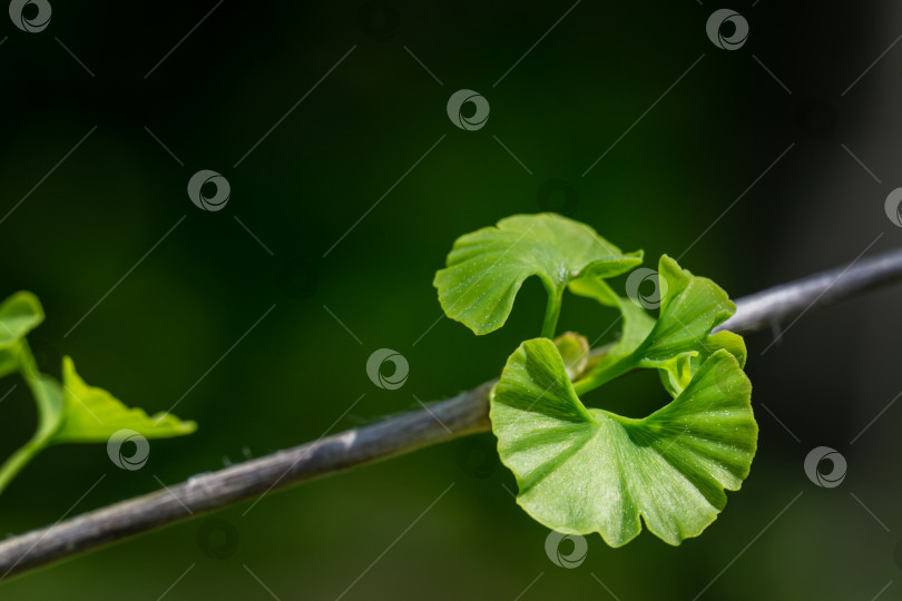 Скачать Дерево гинкго (Ginkgo biloba) или гингко с ярко-зелеными молодыми листьями на фоне размытой листвы. Выборочный крупный план. Концепция природы свежих обоев. Место для вашего текста фотосток Ozero