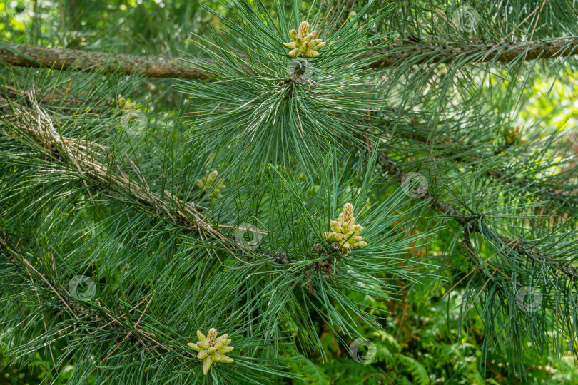 Скачать Молодые побеги австрийской сосны или черной сосны (Pinus Nigra).Зеленые побеги на ветвях на размытом зеленом фоне в весеннем саду. Пейзаж для любых обоев. Есть место для текста фотосток Ozero