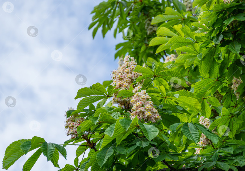 Скачать Дерево конского каштана (Aesculus hippocastanum, каштановое дерево) с распускающимися цветами. Белые свечи цветущего конского каштана на фоне голубого неба. Концепция весеннего дизайна. Есть место для вашего текста. фотосток Ozero