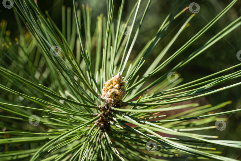 Скачать Макро из красивых длинных зеленых иголок австрийской сосны (Pinus Nigra) или черной сосны. Оригинальная текстура натуральной зелени. фотосток Ozero