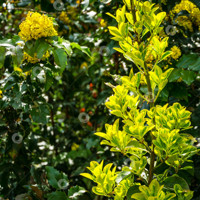 Скачать Euonymus japonicus Aureo-Marginata с пестрыми зелено-желтыми листьями на размытом зеленом фоне. Элегантный фон для естественного дизайна. Выборочный мягкий фокус, место для текста. фотосток Ozero