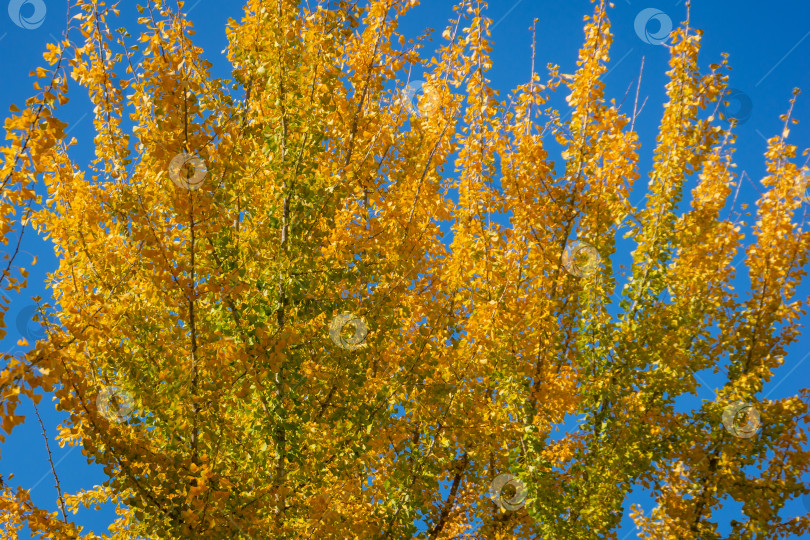 Скачать Желтые и золотые листья больших деревьев гинкго билоба на фоне голубого неба. Золотая листва похожа на пышное желтое облако. фотосток Ozero