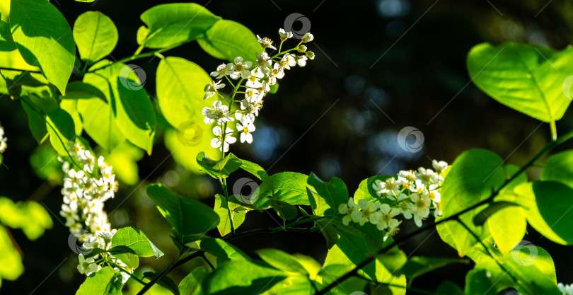 Скачать Крупный план цветка Prunus padus "Сибирская красавица" на фоне ярко-голубого неба в весеннем саду. Цветущая черемуха, черноплодная рябина, ежевика или первомайское дерево. фотосток Ozero