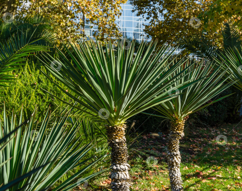 Скачать Зеленая листва юкки (Yucca gloriosa) или испанского кинжала. Декоративное растение, характерное для озеленения улиц и парков Сочи. Знаменитый курортный город на юге России. фотосток Ozero