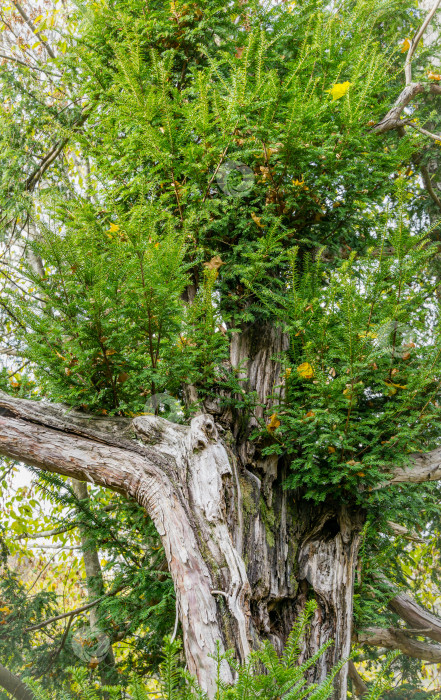Скачать Старое тисовое дерево (Taxus baccata), сломанное бурей, обрастает новыми побегами и восстанавливается. Редкое дерево близ Сочи. фотосток Ozero