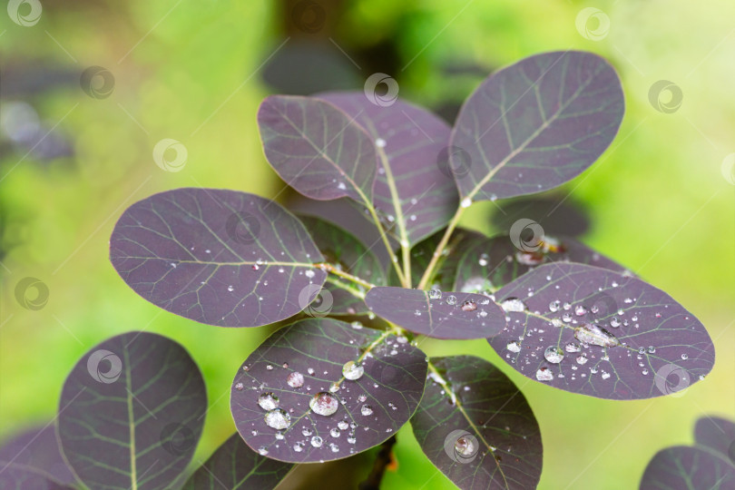 Скачать Фиолетовые листья Cotinus coggygria Royal Purple (Rhus cotinus, европейское дымчатое дерево) с крупными каплями росы. Концепция природы для дизайна. Место для вашего текста. Выборочный фокус фотосток Ozero