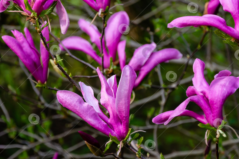 Скачать Красивая цветущая магнолия Сьюзен (Magnolia liliiflora x Magnolia stellata) с крупными розовыми цветами и бутонами в весеннем саду. фотосток Ozero