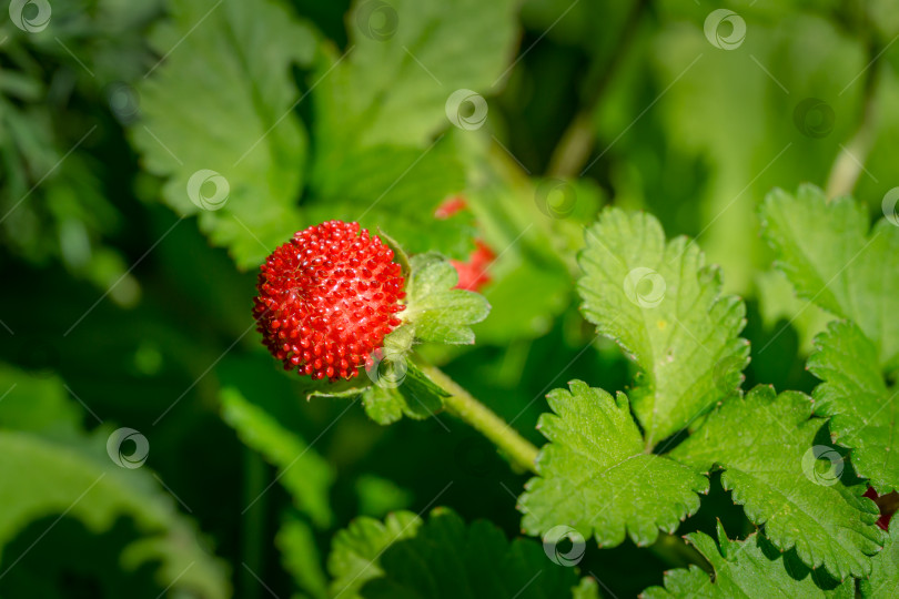 Скачать Красная ягода Duchesnea Indica с зелеными листьями в саду. Duchesnea Indica (лапчатка индийская), широко известная как ложная земляника индийская-земляничный гриб или ложная земляника. фотосток Ozero