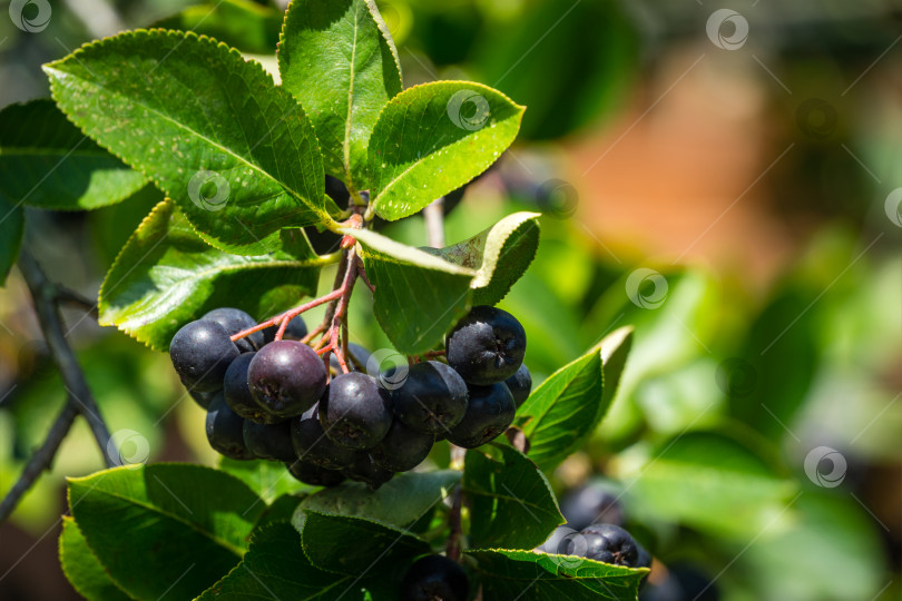 Скачать Черноплодная рябина (Aronia melanocarpa) с темно-фиолетовыми черными плодами. Ягоды черноплодной рябины крупным планом со свежими листьями на размытом зеленом фоне. Концепция фона природы. Место для вашего текста фотосток Ozero