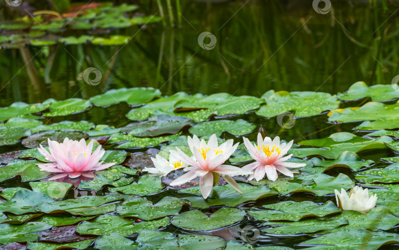 Скачать Розовые водяные лилии или цветок лотоса Marliacea Rosea в садовом пруду. Крупный план нимфеи с каплями воды на размытой зеленой воде. Цветочный пейзаж для обоев природы с пространством для копирования. Выборочный фокус фотосток Ozero