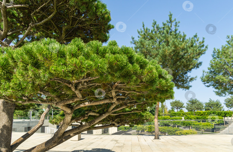 Скачать Красивая сосна бонсай (Pinus mugo или горная сосна) с пышной хвоей в общественном ландшафтном городском парке Краснодара или парке Галицкого солнечной осенью 2020 года фотосток Ozero