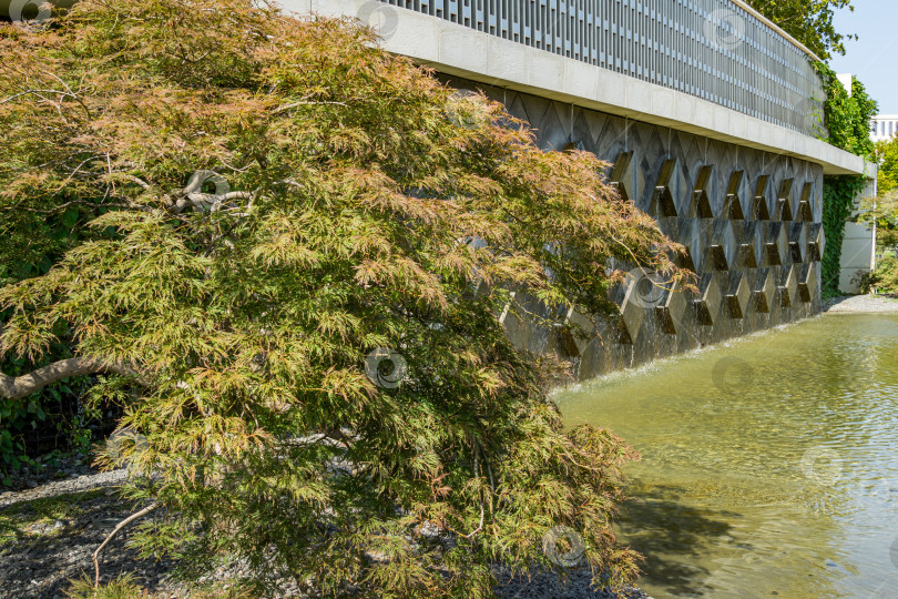 Скачать Изящный Acer Palmatum Dissectum на декоративной стене с фонтаном в японском дворике в городском парке Краснодара. Парк Галицкого солнечной осенью, сентябрь 2020 фотосток Ozero