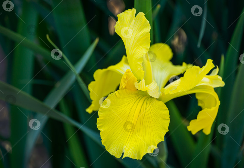 Скачать Крупный план желтого сибирского ириса (Iris sibirica) или флага Сибири на размытом зеленом фоне. Многолетнее растение с желтыми цветами. Есть место для вашего текста фотосток Ozero