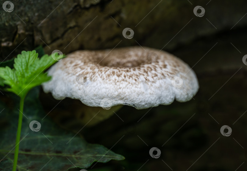 Скачать Lentinus tigrinus на стволе старой яблони. Белый с коричневыми шляпками гриб из семейства полипоровых. Съедобные грибы в естественной среде обитания в саду. Место для вашего текста. фотосток Ozero