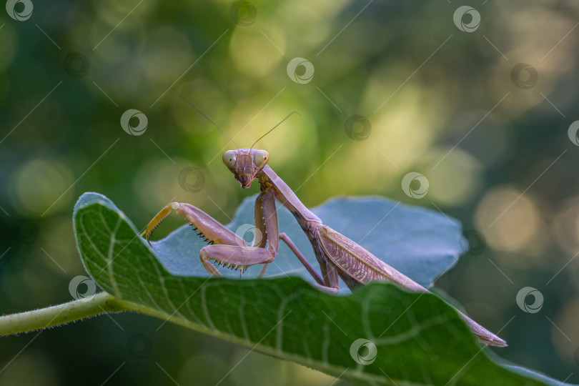 Скачать Портрет крупным планом коричневой самки европейского богомола (Praying Mantis) в естественной среде обитания. Религиозный богомол смотрит в камеру и сидит на листе инжира Ficus carica. Концепция природы. Выборочный фокус. фотосток Ozero