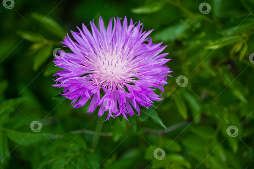 Скачать Centaurea dealbata (персидский василек, или белый василек). Красивый фиолетовый цветок крупным планом в весеннем саду на размытом зеленом фоне. Выборочный фокус с местом для текста. Концепция природы для дизайна фотосток Ozero