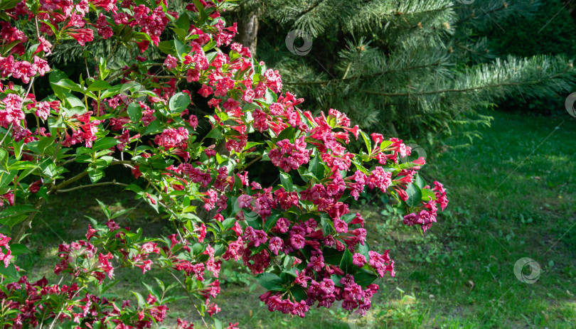 Скачать Роскошный куст цветущей вейгелы Бристоль Руби. Выборочный фокус и крупный план красивых ярко-розовых цветов на фоне вечнозеленых растений в декоративном саду фотосток Ozero