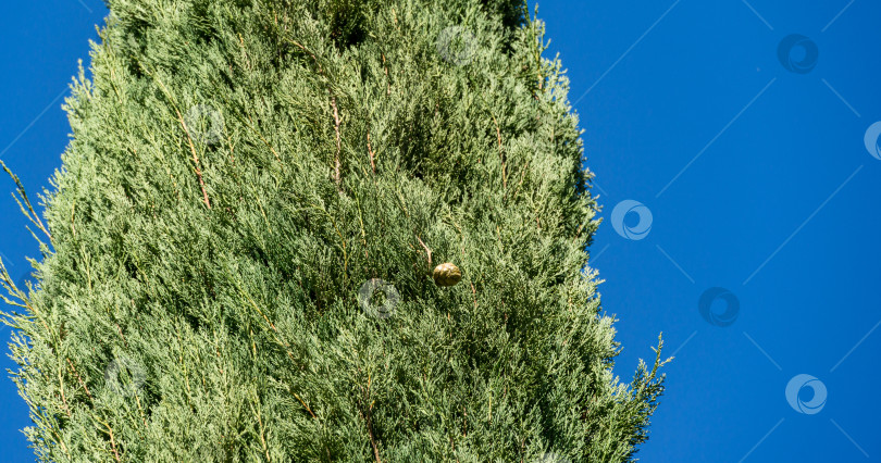 Скачать Крупный план листьев Cupressus sempervirens или средиземноморского с конусом на фоне голубого неба.  Кипарис, посаженный в новом современном городском парке Краснодара или общественном ландшафте "Парк Галицкого" фотосток Ozero