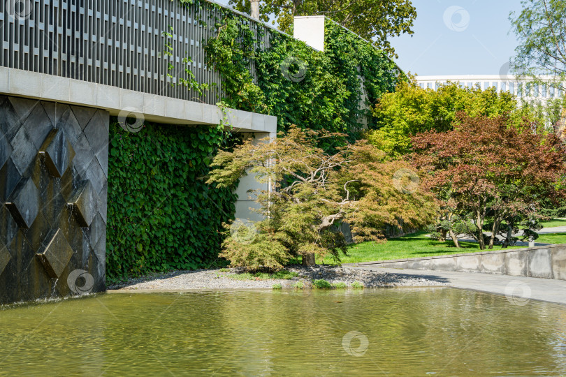 Скачать Изящный Acer Palmatum Dissectum на декоративной стене с фонтаном в японском дворике в городском парке Краснодара. Парк Галицкого солнечной осенью, сентябрь 2020 фотосток Ozero