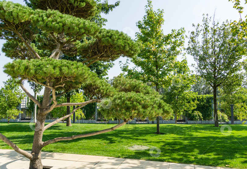 Скачать Красивая сосна бонсай (Pinus mugo или горная сосна) с пышной хвоей в общественном ландшафтном городском парке Краснодара или парке Галицкого солнечной осенью 2020 года фотосток Ozero