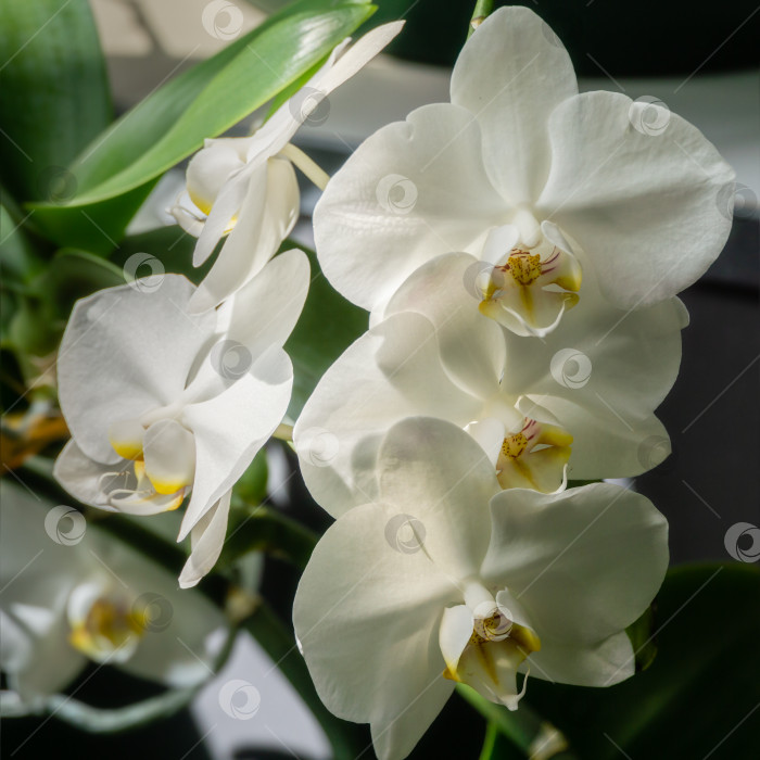 Скачать Роскошная ветвь белого цветка орхидеи фаленопсис, известного как орхидея мотылька или Фал, на черном фоне. фотосток Ozero