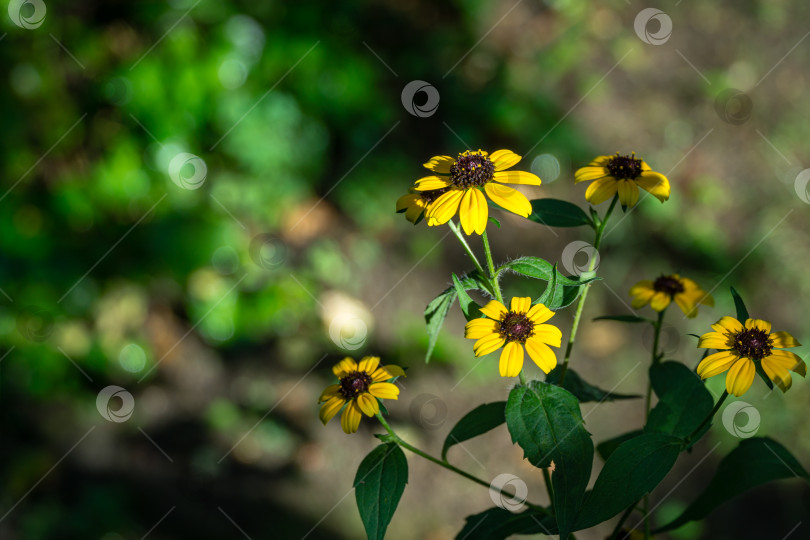 Скачать Желтые цветы Рудбекии трехлистной или кареглазой Сьюзен, трехлопастной или тонколистной конической в прекрасный солнечный день в саду. фотосток Ozero