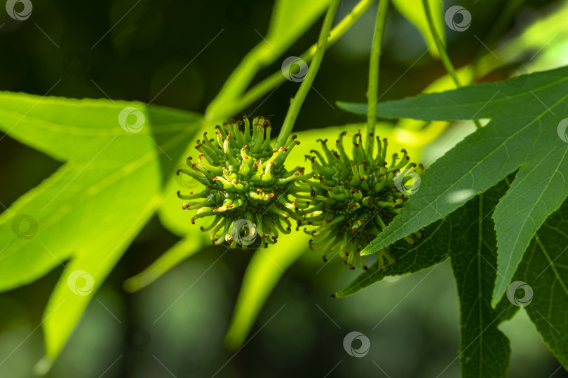 Скачать Зеленые семена с молодыми листьями Liquidambar styraciflua, янтарное дерево в фокусе, обрамленное размытой зеленью в летний день. Концепция природы для дизайна. Выборочный фокус фотосток Ozero