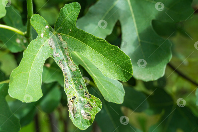 Скачать Листья инжира обыкновенного Ficus carica повреждены вредителями. фотосток Ozero