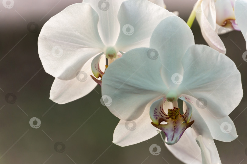 Скачать Крупный план ветки белого цветка орхидеи фаленопсис.  Фаленопсис, известный как орхидея мотылька или Фал, на фоне света на коричнево-сером фоне боке. фотосток Ozero