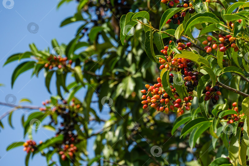 Скачать Крупным планом красные и черные ягоды вечнозеленого Prunus lusitanica (португальского лавра) в городском парке Краснодара. Общественный ландшафт "Парк Галицкого" для отдыха и прогулок солнечной осенью в сентябре 2020 года фотосток Ozero