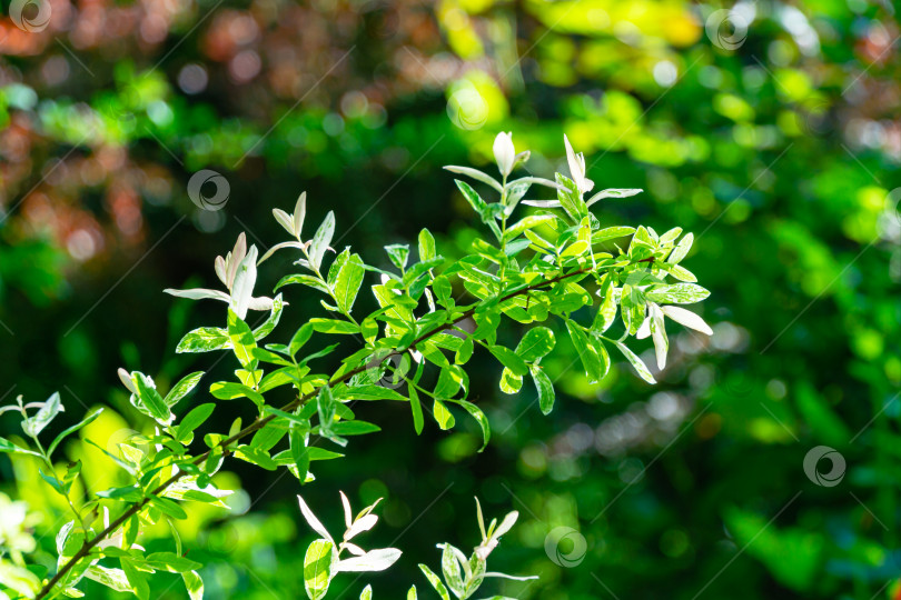 Скачать Ветка ивы японской цельнолистной, Salix integra Hakuro-Nishiki. Натуральный белый, розовый на зеленом фоне. Выборочный акцент. Природная концепция для естественного дизайна фотосток Ozero