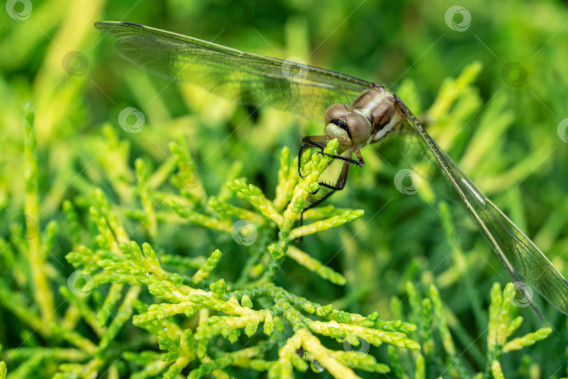 Скачать Макро красивая молодая самка чернохвостого скиммера (Orthetrum cancellatum). Эта стрекоза относится к семейству Libellulidae. Портрет стрекозы с пространством для копирования в качестве естественного фона для обоев фотосток Ozero